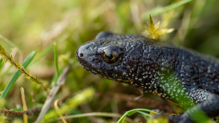 Great crested newt at Gibside